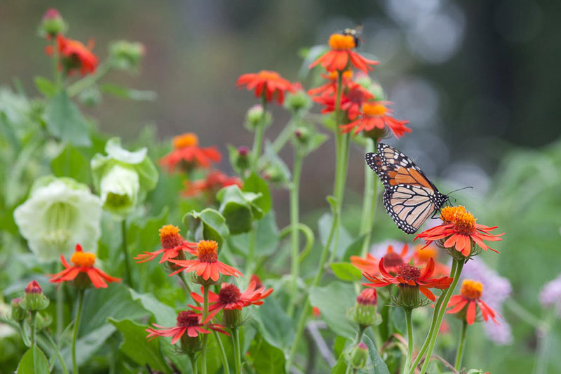 Tithonia, Mexican Sunflower, Tithonia rotundifolia, Annual Flowers, Companion Planting